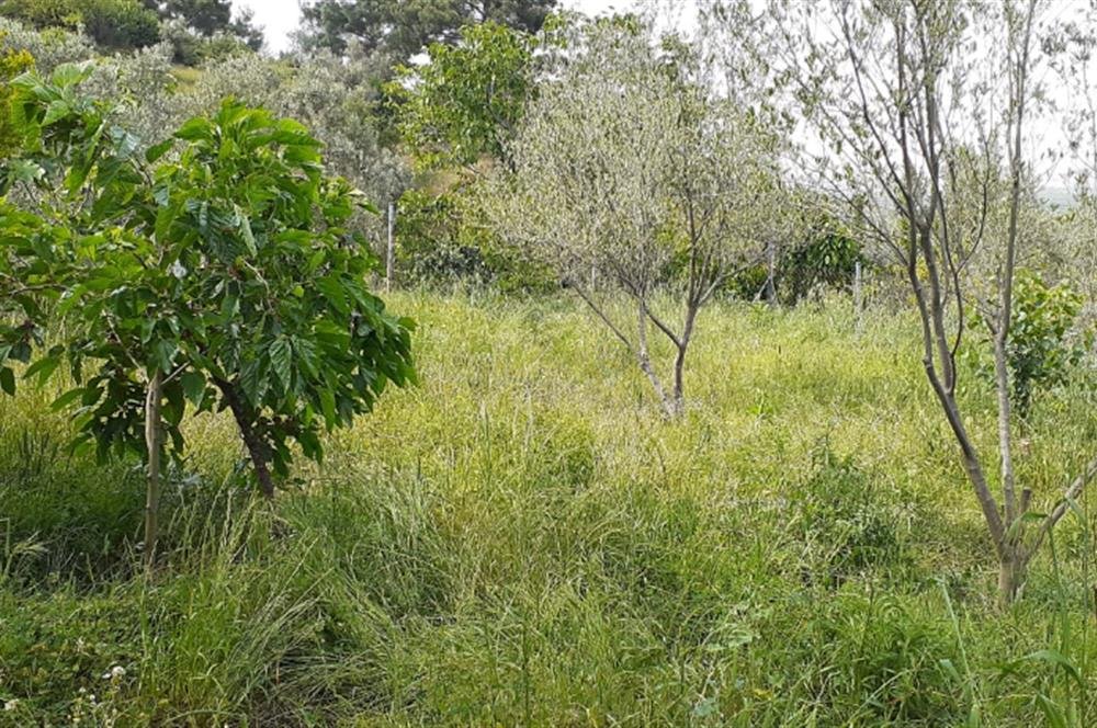 Armutlu'da 3900 m² Bahçe