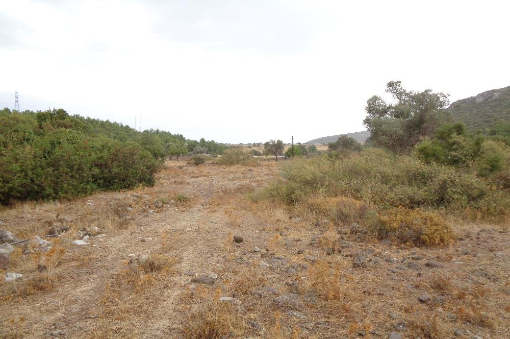 Urla'da Satılık Zeytinli Arsa